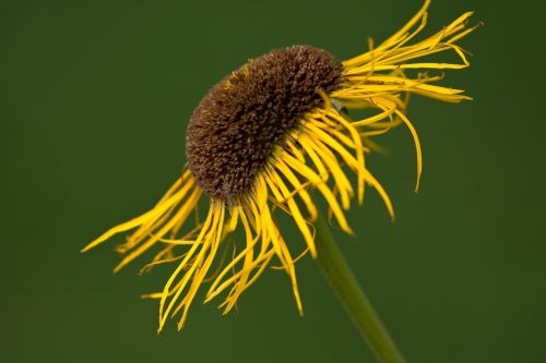 flower close yellow