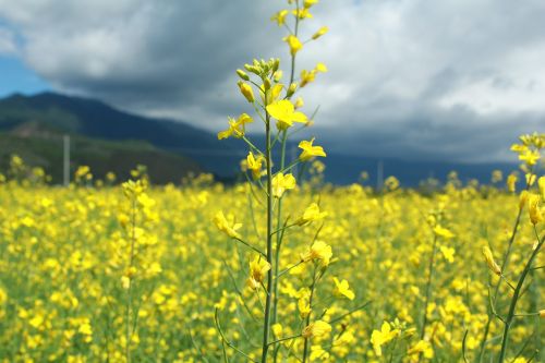 flower yellow summer