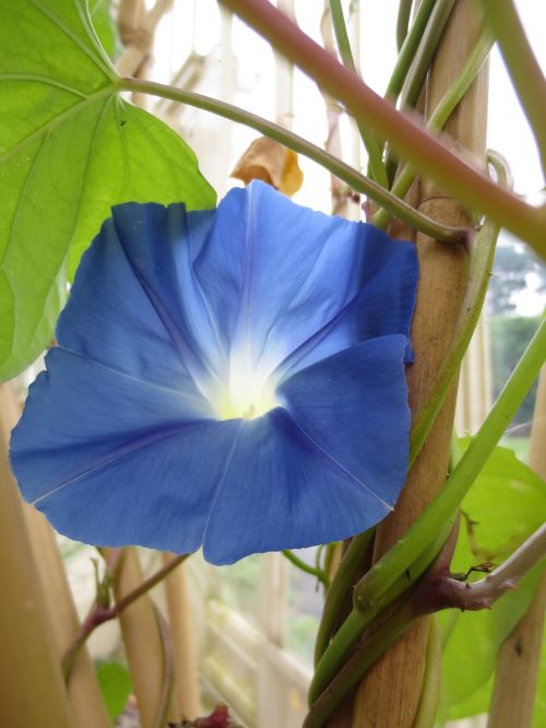 flower blue botany