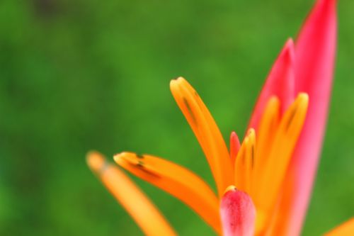 flower nature orange