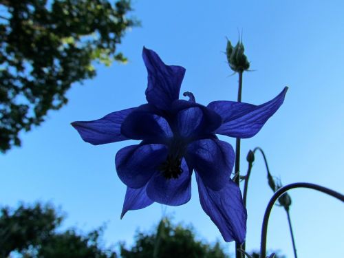 flower columbine blue