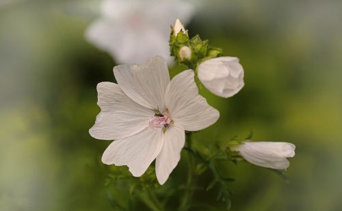 flower white blossom