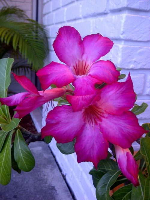 flower fuschia floral