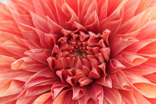 flower closeup dahlia