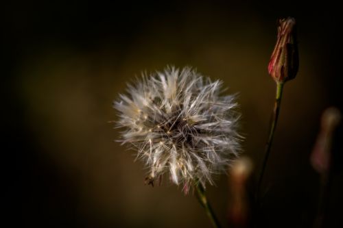 flower flowers nature