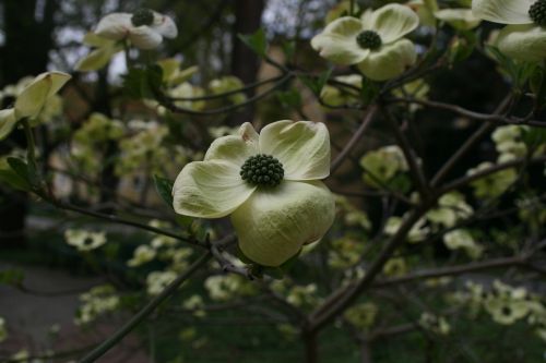 blossom bloom plant