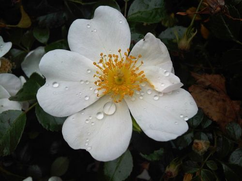 flower wild rose white