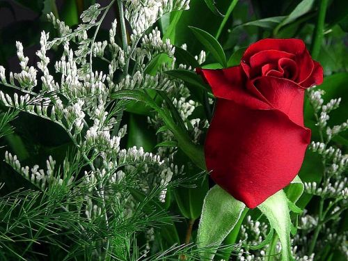 flower rose red