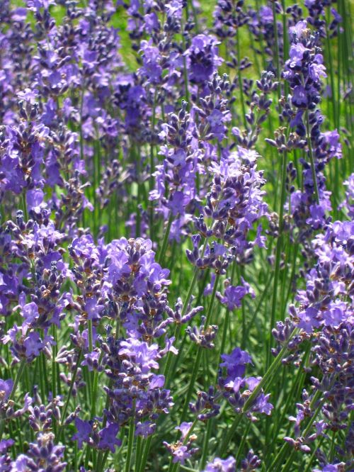 flower lavender nature