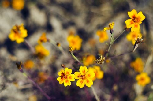 flower yellow selective focus