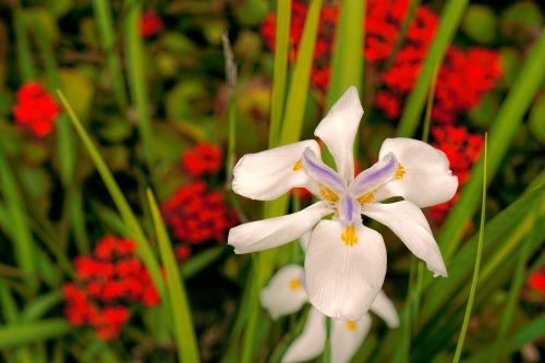flower lily white