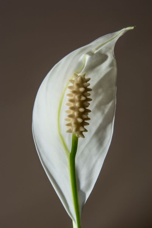 flower white blossom