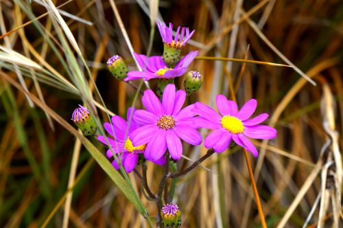 flower daisy purple