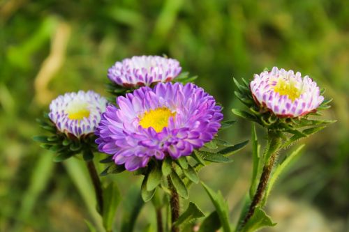 flower blooming plant