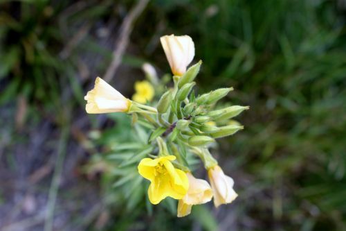 flower plant nature