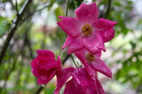 flower rain garden