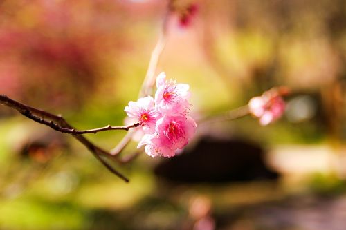 flower cherry blossoms pink