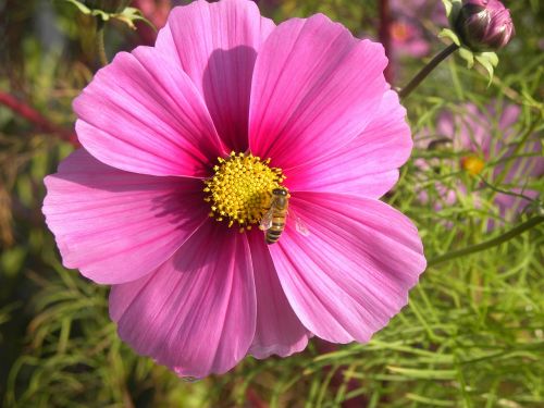 flower pollen bee