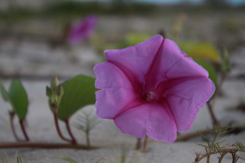 flower sand mar