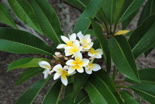 flower plumeria rubra