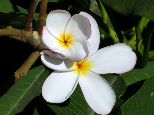 flower plumeria amarilla