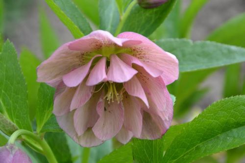 flower pink hellebore