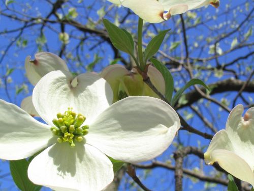 flower blossom dogwood