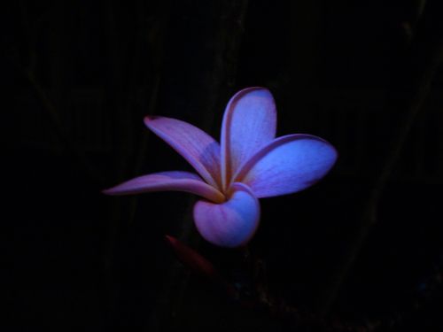 flower plumeria tropical
