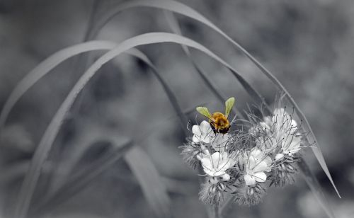 blossom bloom flower