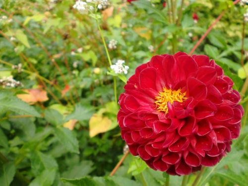 flower red blossom