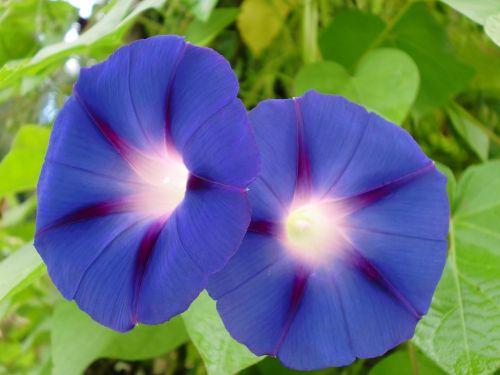 flower blue blossom