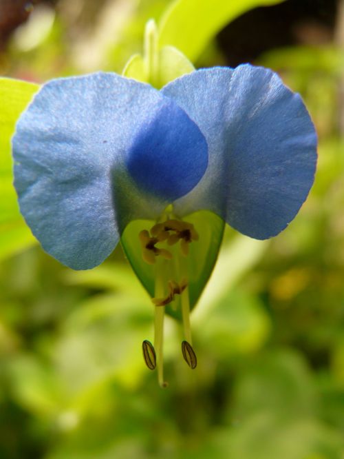 flower nature plant