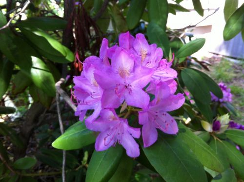 flower bush nature