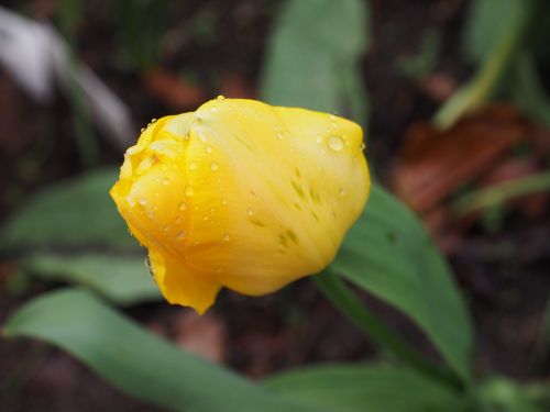 flower tulip spring