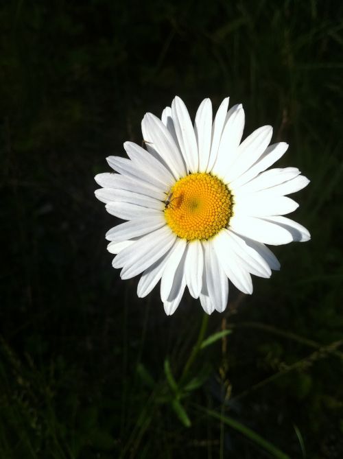 flower summer daisy