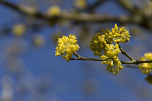 flower branch spring