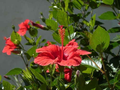 flower red hibiscus