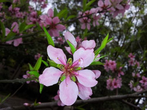 flower plant peach blossom