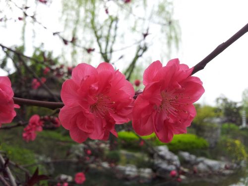 flower plant plum blossom