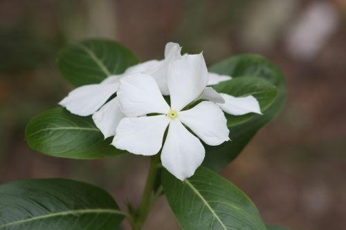 flower garden botanist