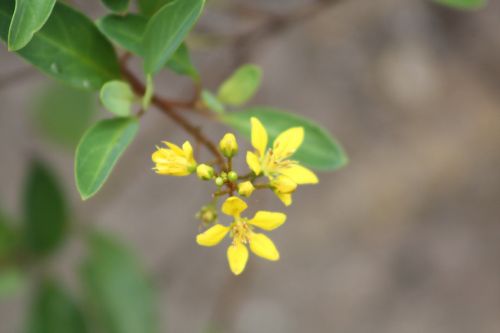 flower garden yellow