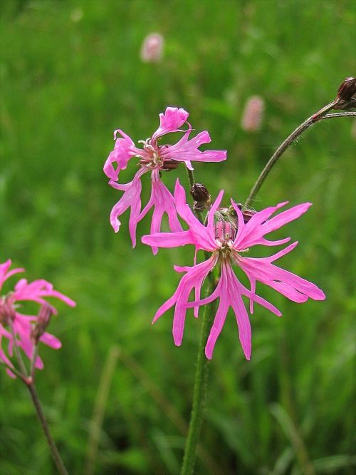 flower pink campion