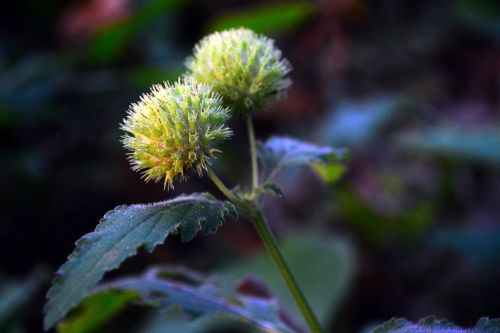 flower green nature