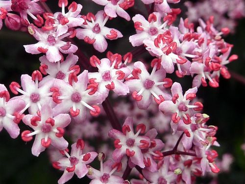 flower elderberry pink