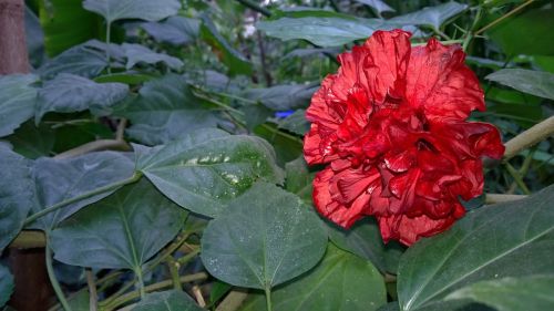 flower red rose