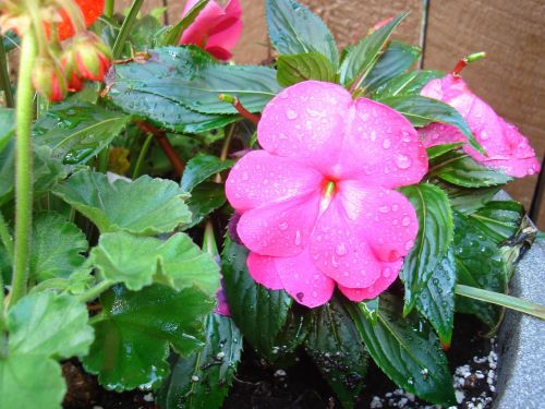 flower impatiens drops