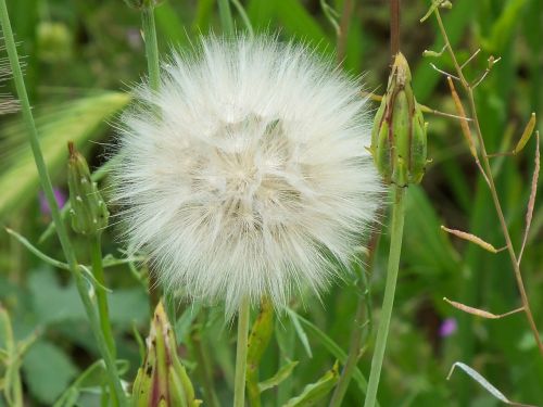 flower nature serengeti field