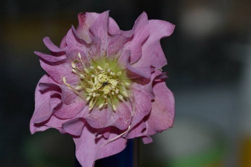 flower hellebore garden