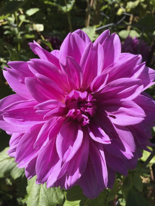 flower magenta pink