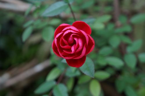 flower plant nature